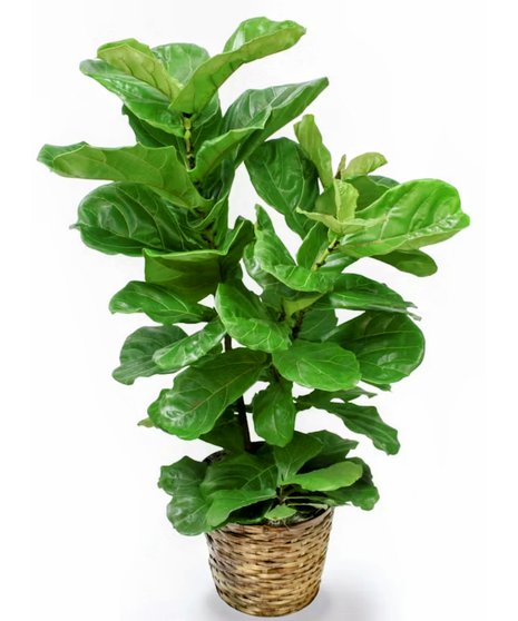 Fiddle Fig
