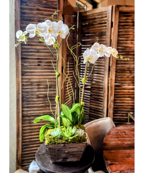 Urban Phalaenopsis with Succulents