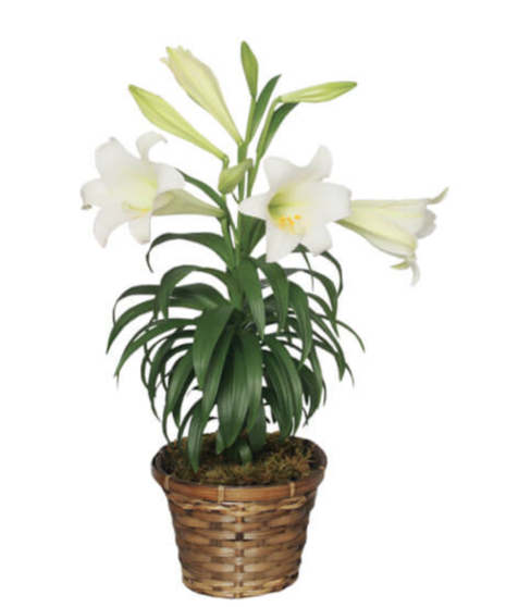 Easter Lily