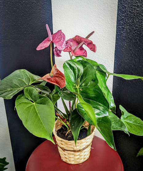 blooming anthurium plant