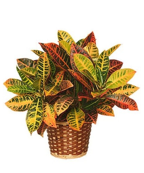 Croton