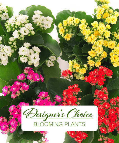 Designer's Choice - Flowering Plant