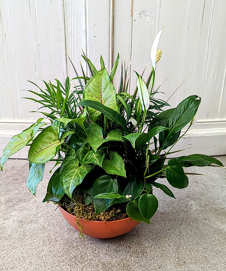 Serene Plant Basket