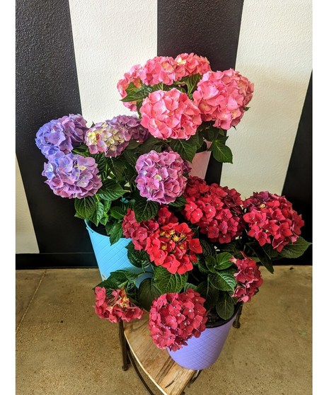Hydrangea