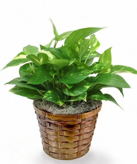pothos plant in unique wicker container