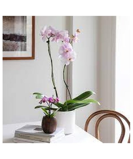 Phalaenopsis Orchid