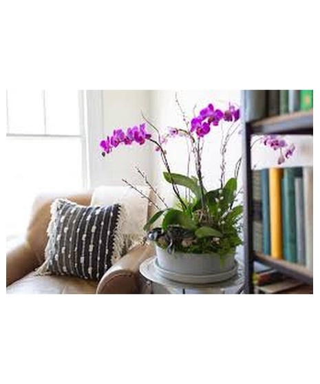 Phalaenopsis Orchid Garden