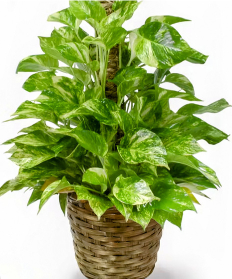 Pothos Ivy
