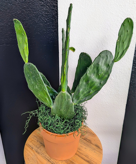 Prickly Pear Cactus